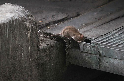 اجرای سه فاز از طرح مقابله با موش‌های تهران تا پایان سال