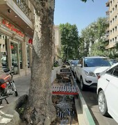 درختان قطع شده خیابان فلسطین خشک بود