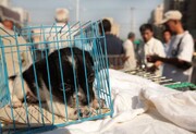 درخواست شهرداری برای برخورد با بازار غیر قانونی فروش حیوانات