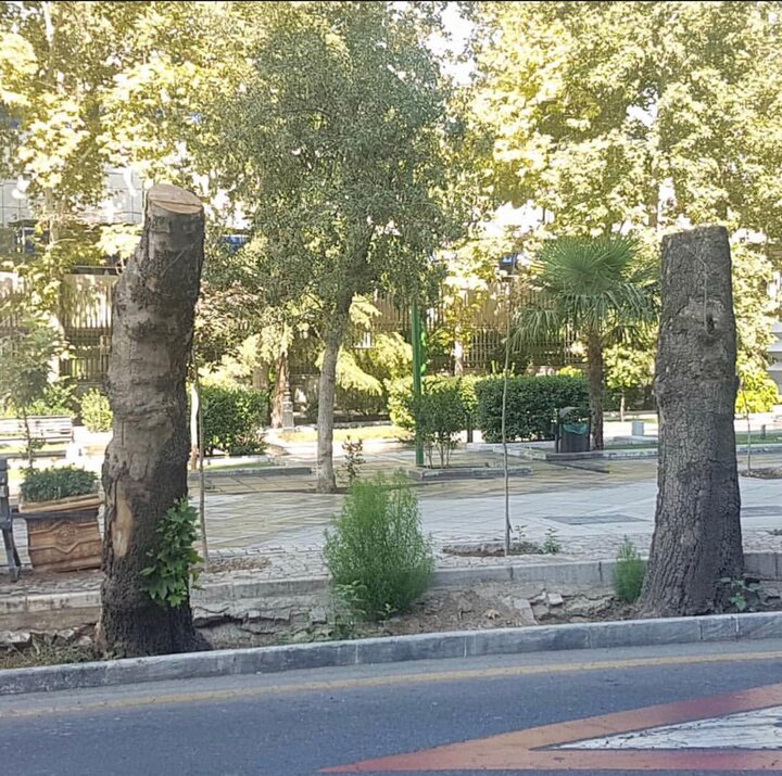 واکنش شهرداری به قطع درختان حیاط بیمارستان مسیح دانشوری