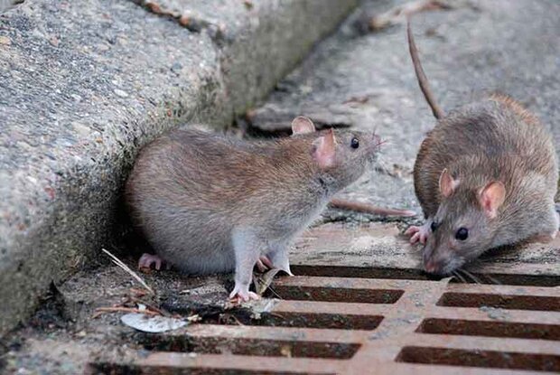 کانون‌های طغیان جمعیت موش شناسایی شوند
