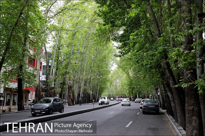جریمه ۱۱۷میلیارد تومانی برای خشکاندن درختان خیابان ولیعصر(عج)/ تقدیر از شهرداری برای پیگیری