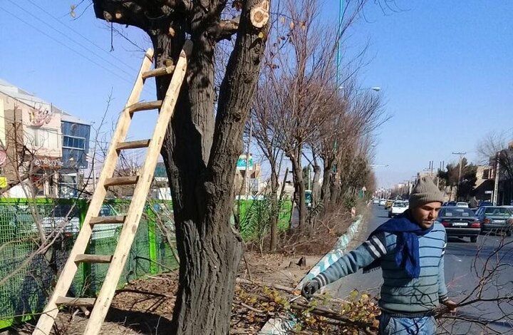 چوب و سرشاخه های درخت بازیافت می شود