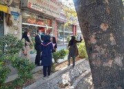 انجام تحقیقات علمی برای حفاظت از درختان چنار خیابان ولیعصر