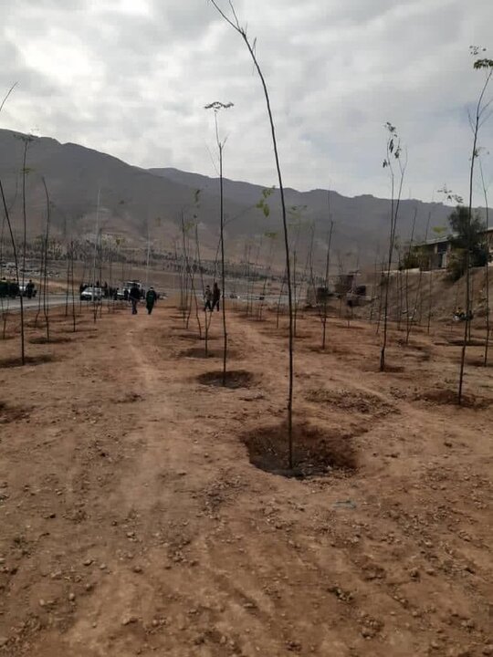 اتمام فاز نخست عملیات درختکاری در بزرگراه شهید نجفی رستگار منطقه ۱۵
