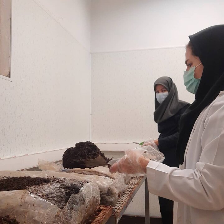 آغاز به کار دومین سایت آموزشی پرورش قارچ دکمه ای در منطقه ١٩
