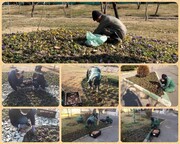 آعاز کاشت ۳۲ هزار پیاز لاله در منطقه ۱۵