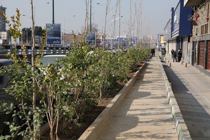 با کاشت یاس هلندی و درخت چنار فضای سبز خیابان آزادی تکمیل شد

