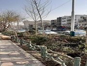 آغاز کاشت ۳۰۰ درخت چنار در مرکز شهر تهران