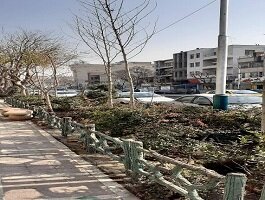 آغاز کاشت ۳۰۰ درخت چنار در مرکز شهر تهران 