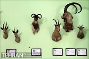 موزه آثار طبیعی و حیات وحش هفت چنار