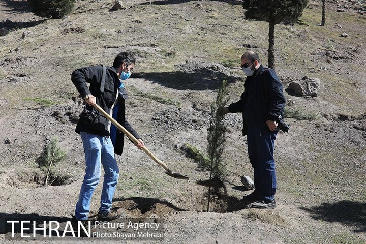 هفته درخت در تهران