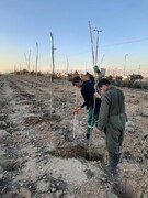 کاشت ۲ هزار درخت در مسیر فرودگاه امام (ره) تا عوارضی قم