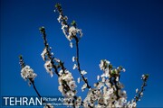 بهار در تهران