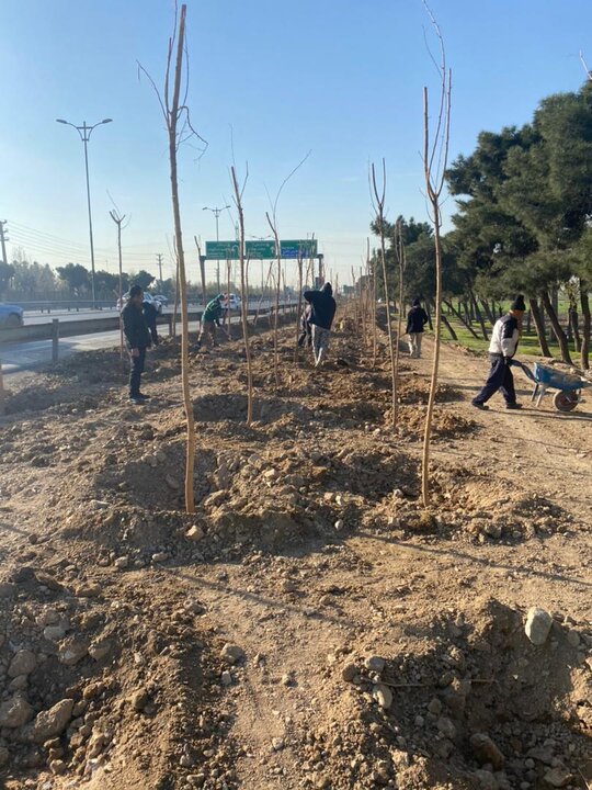 ایجاد مسیر سبز در بزرگراه شهید هاشمی و کاشت ۲ هزار اصله درخت