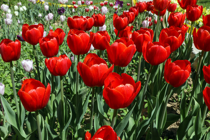 کاشت ۲ هزار گل لاله در فضای سبز معابر