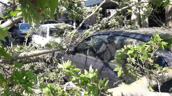 پوسیدگی ریشه به‌رغم شرایط ظاهری مناسب؛ علت اصلی سقوط درخت در خیابان شریعتی