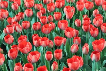 ۱۰هزار گل لاله در منطقه ۲ شکوفا شد