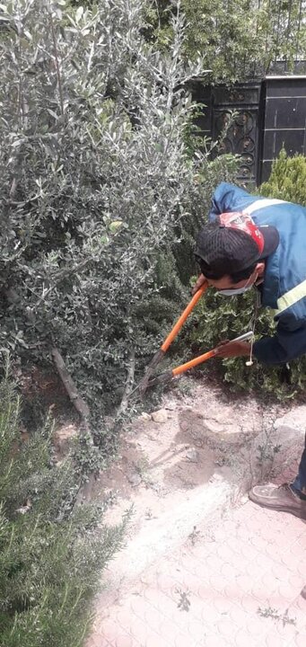 حفاظت از ۱۵۰۰ اصله درخت زیتون علیه آفات