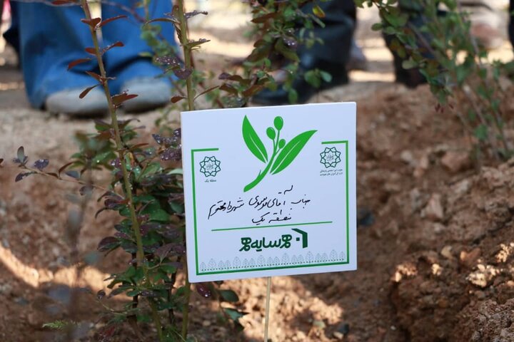 نخستین باغچه همسایه محله، در شمال تهران سبز شد