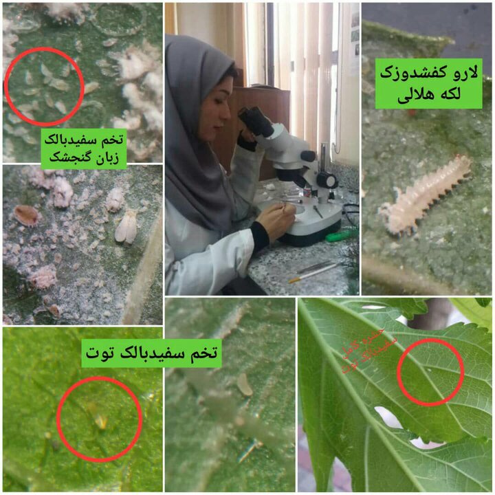 نمونه برداری از درختان منطقه ۱۷ به منظور جلوگیری از آفت