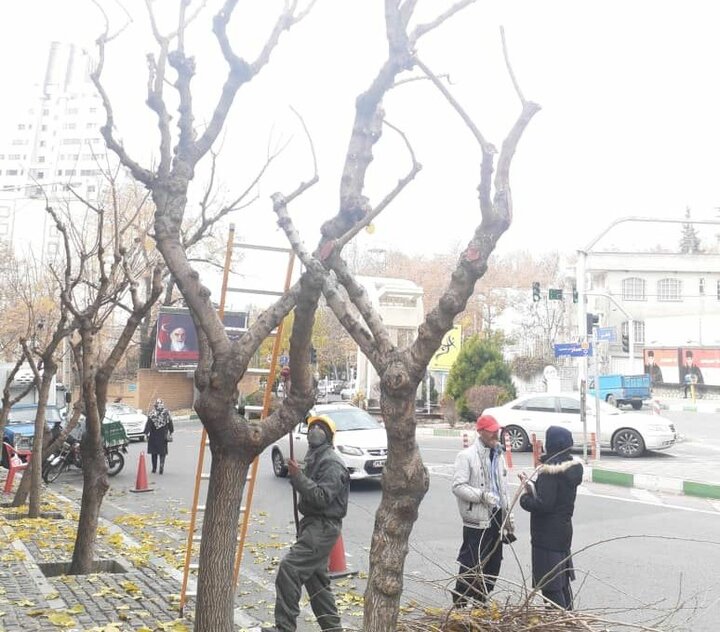 درختان شمال تهران آماده خواب زمستانی شدند