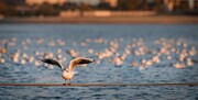 شناسایی ۱۱۴ گونه پرنده مهاجر در دریاچه شهدای خلیج‌فارس