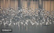 عکس | پرندگان مهاجر دریاچه چیتگر