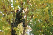 آغاز عملیات هرس زمستانه درختان در منطقه۱۴