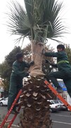 حفاظت زمستانه از درختان شمال شرق تهران