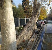 ماجرای قطع درخت چنار محدوده موزه ملی ایران