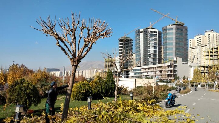 آغاز عملیات هرس و بازپیرایی درختان مجموعه فرهنگی دریاچه خلیج فارس
