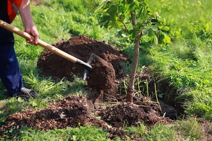 ۳ هزار اصله نهال جایگزین کنده‌های خشک درختان در منطقه ۳ می‌شود
