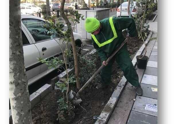 کاشت درخت و درختچه در معابر و بوستان‌های منطقه ۳
