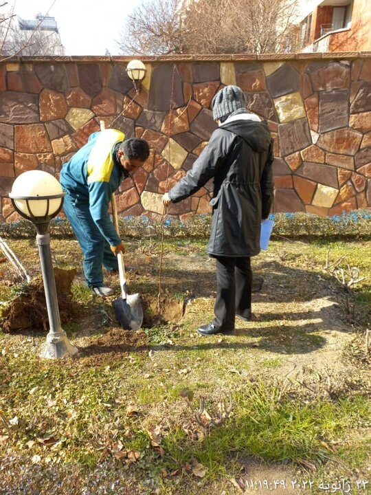 کاشت ۲۵۲ اصله نهال در منازل شهروندان منطقه ۴