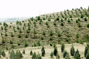 بهره برداری از یک هزار و ۲۵۰ هکتار از طرح کمربند سبز تهران در روز درختکاری