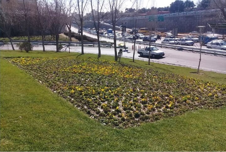کاشت ۱۱ هزار مترمربع گل‌های بهاری در منطقه ۱۳