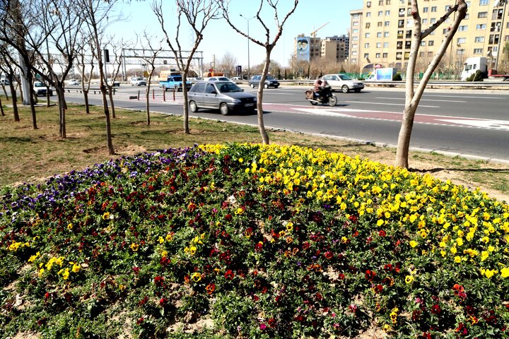 اجرای طرح استقبال از بهار در منطقه ۱۵ با گستردن ۵۳ فرش گل