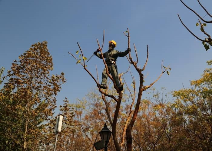 اتمام عملیات هرس و بازپیرایی بیش از ۲۴ هزار درخت در معابر و بوستان‌های منطقه ۱۱ 