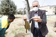کاشت ١٠٠ اصله نهال در مجموعه دریاچه شهدای خلیج فارس