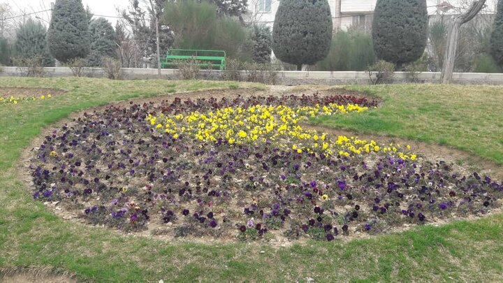 کاشت بیش از ۴ هزار اصله نهال در شمال شرق تهران