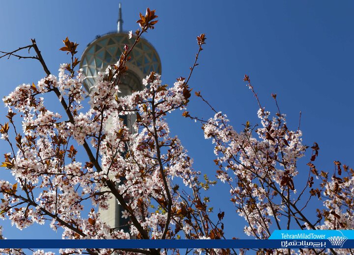 عیدی برج میلاد به کودکان سندروم داون/ کودکان سندروم داون همیار گردشگری برج میلاد می‌شوند