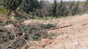 قطع دوباره درختان در موسسه ژئوفیزیک به‌رغم پیگیری‌های مدیریت شهری/ با وجود حکم قضایی باز هم نیروهای شهرداری مورد ضرب و شتم قرار گرفتند