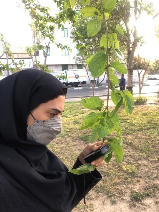 آغاز عملیات پایش فضای سبز منطقه ۱۹ برای دفع آفات و کنترل عوامل خسارت‌زا
