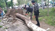 رفع سد معبر و ایمنی ۲۹ اصله درخت سقوط کرده بر اثر طوفان در منطقه ۸ 