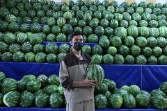 اختلاف ۳۷ درصدی قیمت انواع میوه در میادین نسبت به سطح شهر