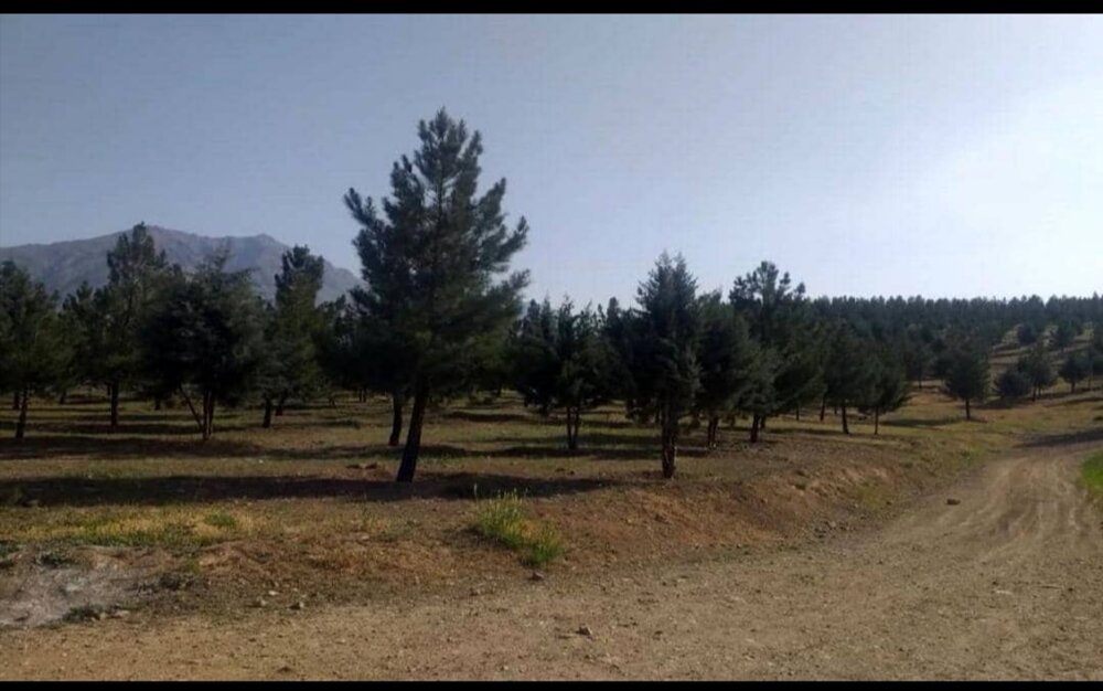 شهرداری منطقه۱۳ از جابجایی درختان خجیر جلوگیری کرد
