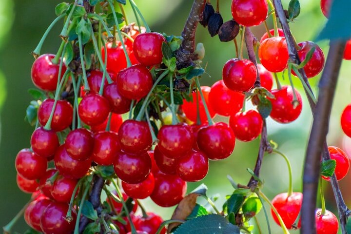باغداران کشور محصول گوجه سبز، گیلاس و آلبالو را در میادین پایتخت عرضه کنند