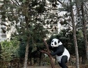 جانمایی مجسمه حیوانات در حال انقراض در خیابان لبخند منطقه ۲