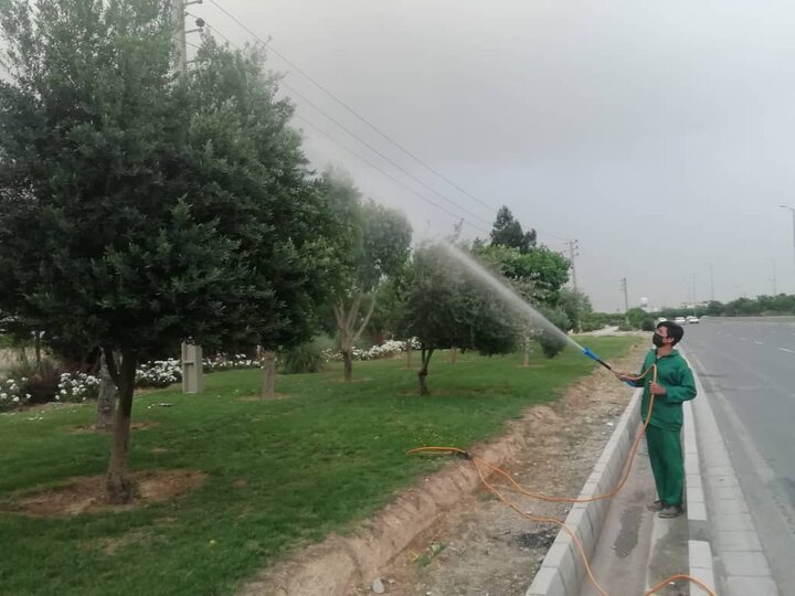 کنترل عوامل خسارت‌زا با آبشویی حدود ۷ هزار اصله درخت در جنوب پایتخت